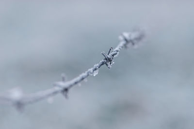 Frozen barbed wire