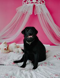 Portrait of dog sitting on bed at home