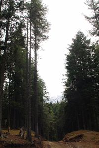 Trees against sky