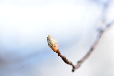 Close-up of plant