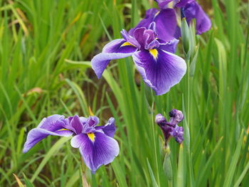 Close-up of purple iris flower on field