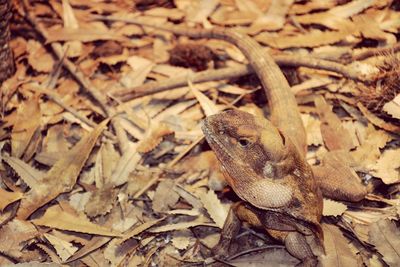 Close-up of lizard on dry leaf