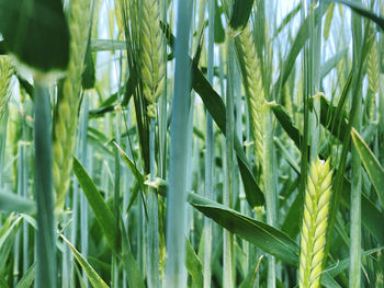 plant