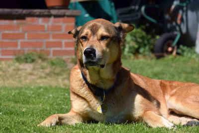 Dog relaxing on field