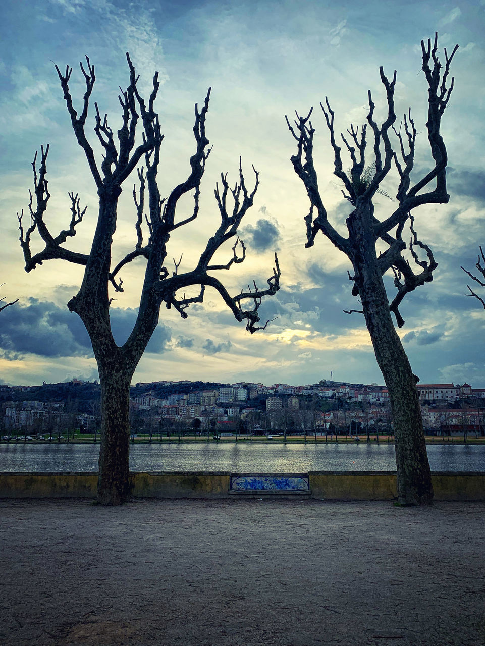 BARE TREE BY RIVER AGAINST SKY