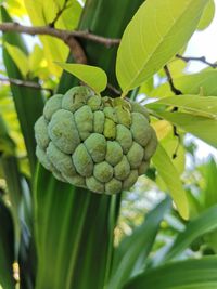 Close-up of fruits growing on plant