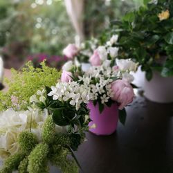 Close-up of pink flowers