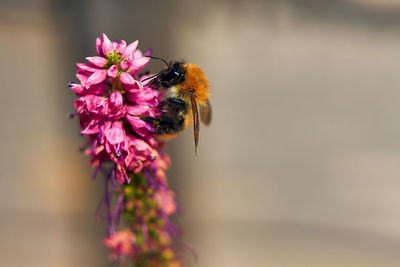 Close-up of bee pollinating on pink flower