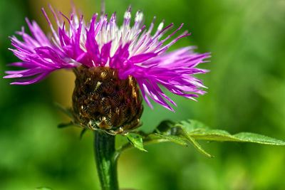 Close-up of insect on pink flower