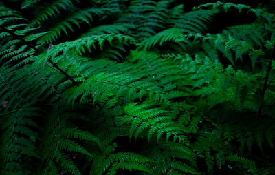 Green Fern