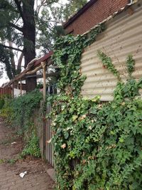 Plants growing outside building