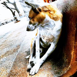 Close-up of a dog on snow