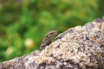 Close-up of lizard on rock