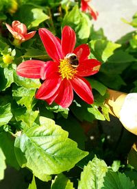 Close-up of red flower