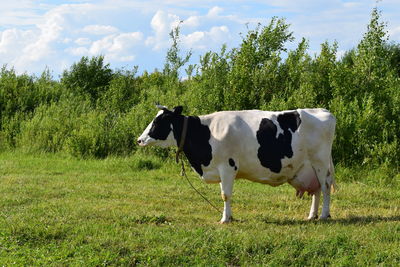 Cows in a field