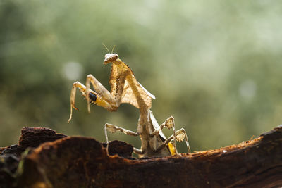 Deroplatys lobata with beautifull pose