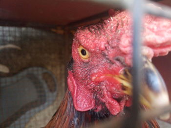 Close-up of chicken in cage