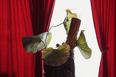 Close-up of umbrella against red curtain