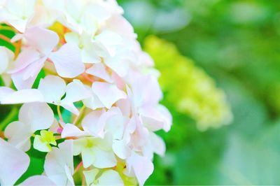 Close-up of white flowers