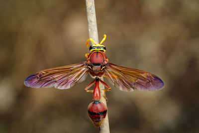 Close-up of insect