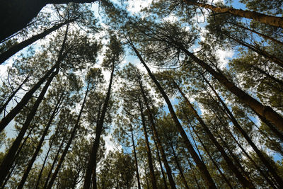 Low angle view of trees in forest