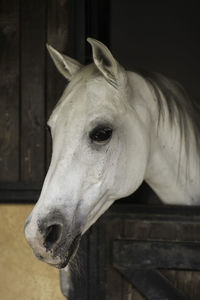 Close-up of horse