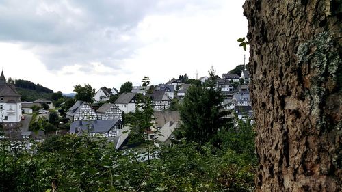 Trees in town against sky