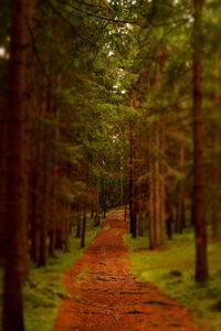 Walkway amidst trees in forest during autumn
