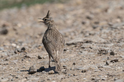 View of bird on sand