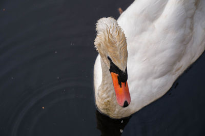 Close-up of swan swimming in lake