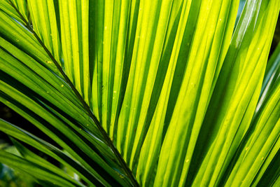 Full frame shot of palm leaves