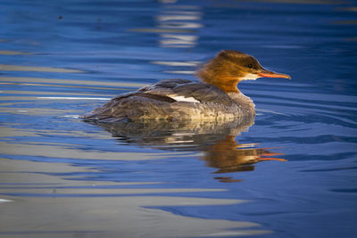 Bird in water