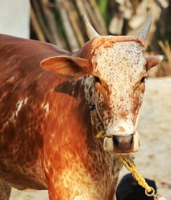 Close-up portrait of cow