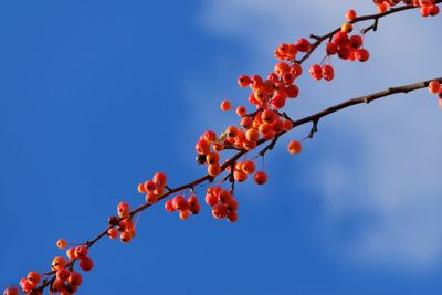 Low angle view of cherry tree against sky