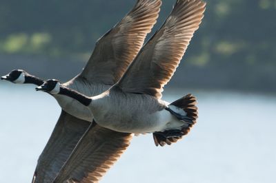 Close-up of two geese in flight