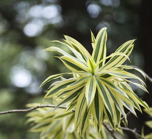 Close-up of fresh green plant