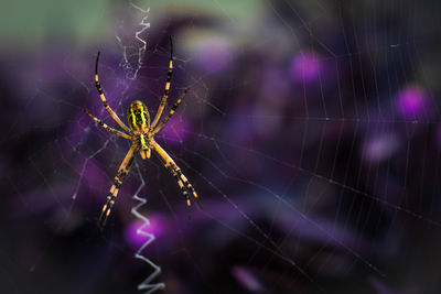 Close-up of spider on web