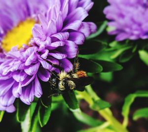 Close-up of bee pollinating on purple flower