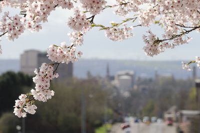 Cherry blossoms in spring