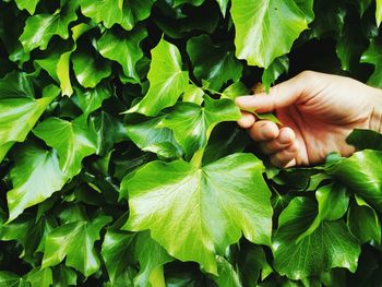 Close-up of hand holding leaves