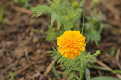 Close-up of yellow marigold flower