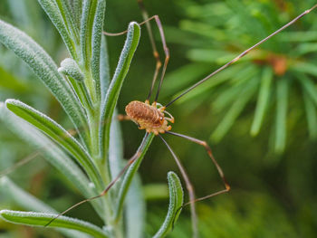 Close-up of insect on plant