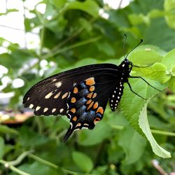 Butterfly on leaf