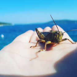 Close-up of hand holding leaf