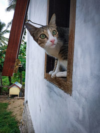 Portrait of cat looking at camera