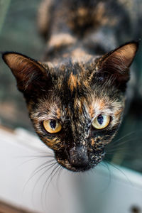 Close-up portrait of a cat