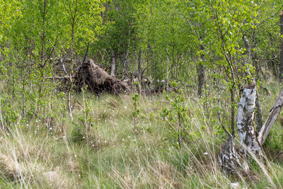 View of an animal on field in forest