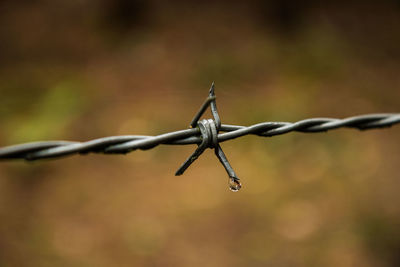 Close-up of barbed wire fence