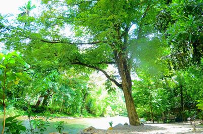 Trees growing in sunlight