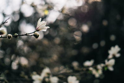 Close-up of flowers against blurred background